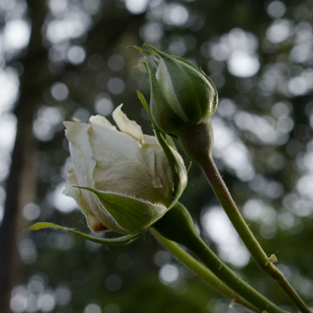 white rose with a rosebud