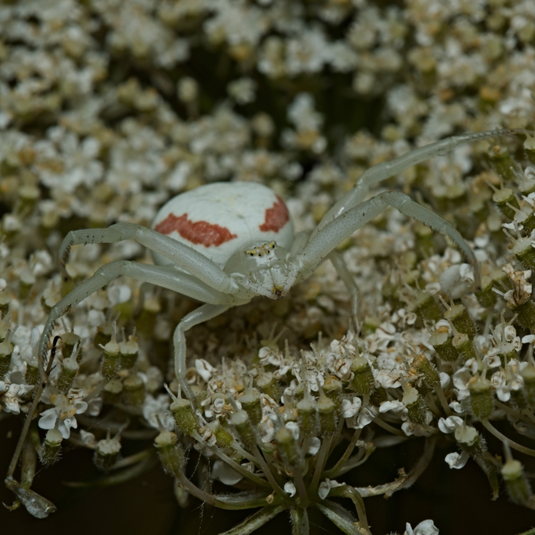 a small spider perched in a flower head