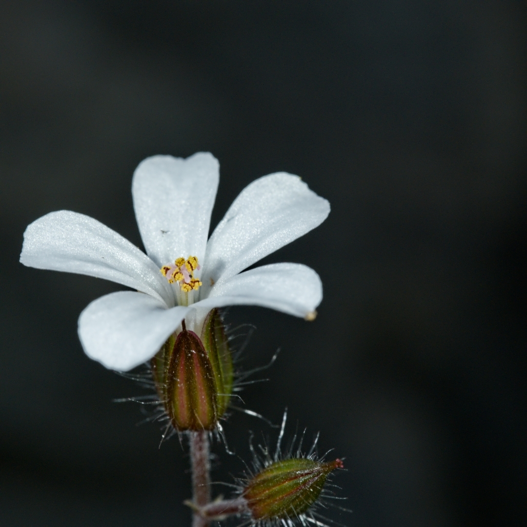 a single tiny white flower