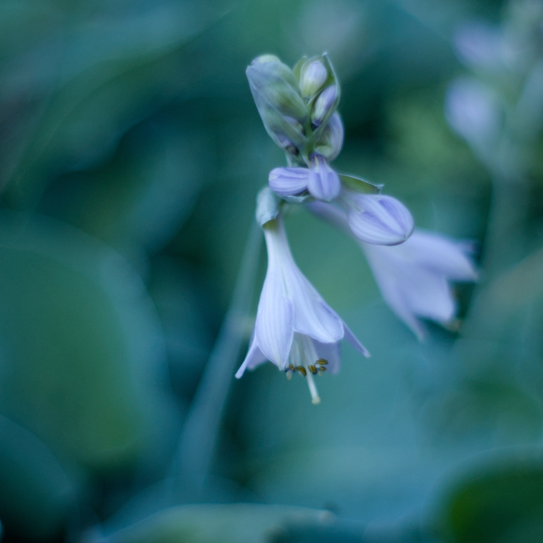 a small cluster of hosta flowers