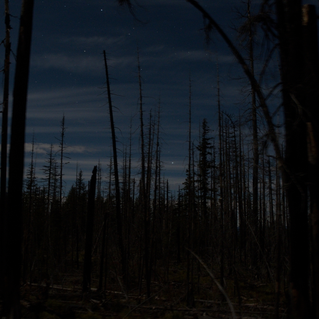 skeletal trees with a star- and cloud-filled sky