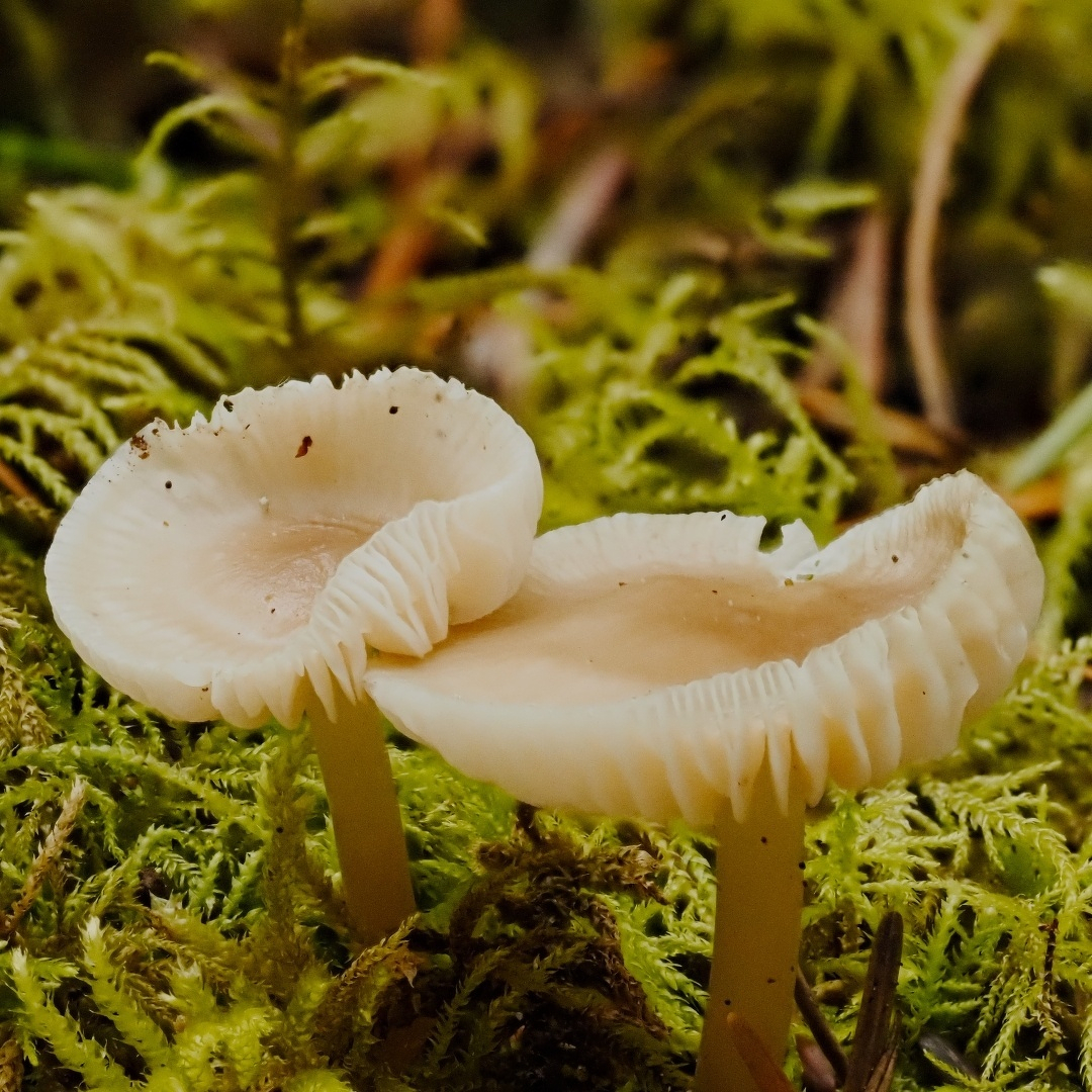 two little mushrooms