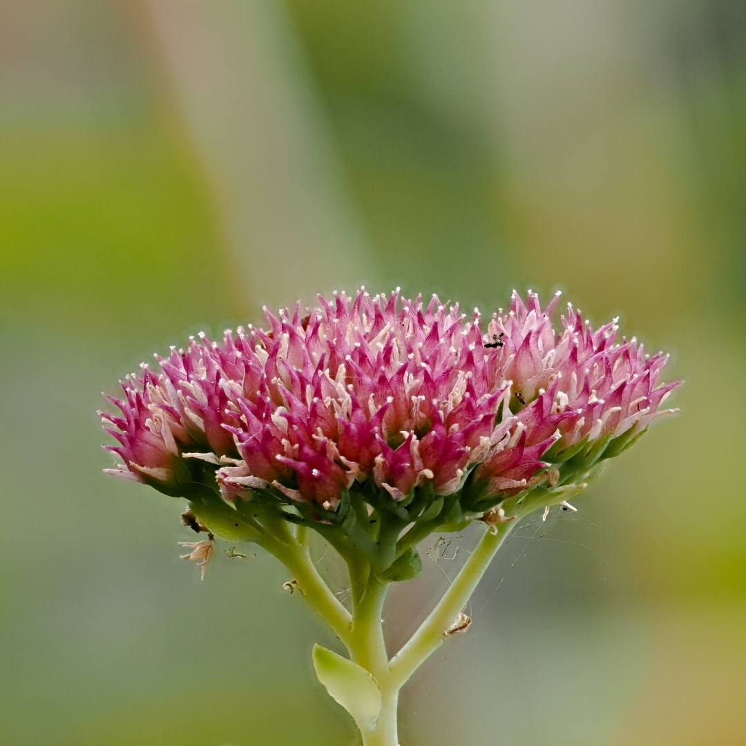 A head of pink flowers