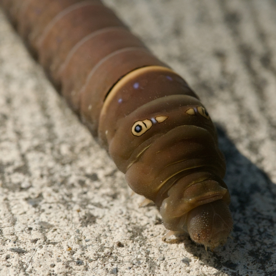 a closeup of a caterpillar