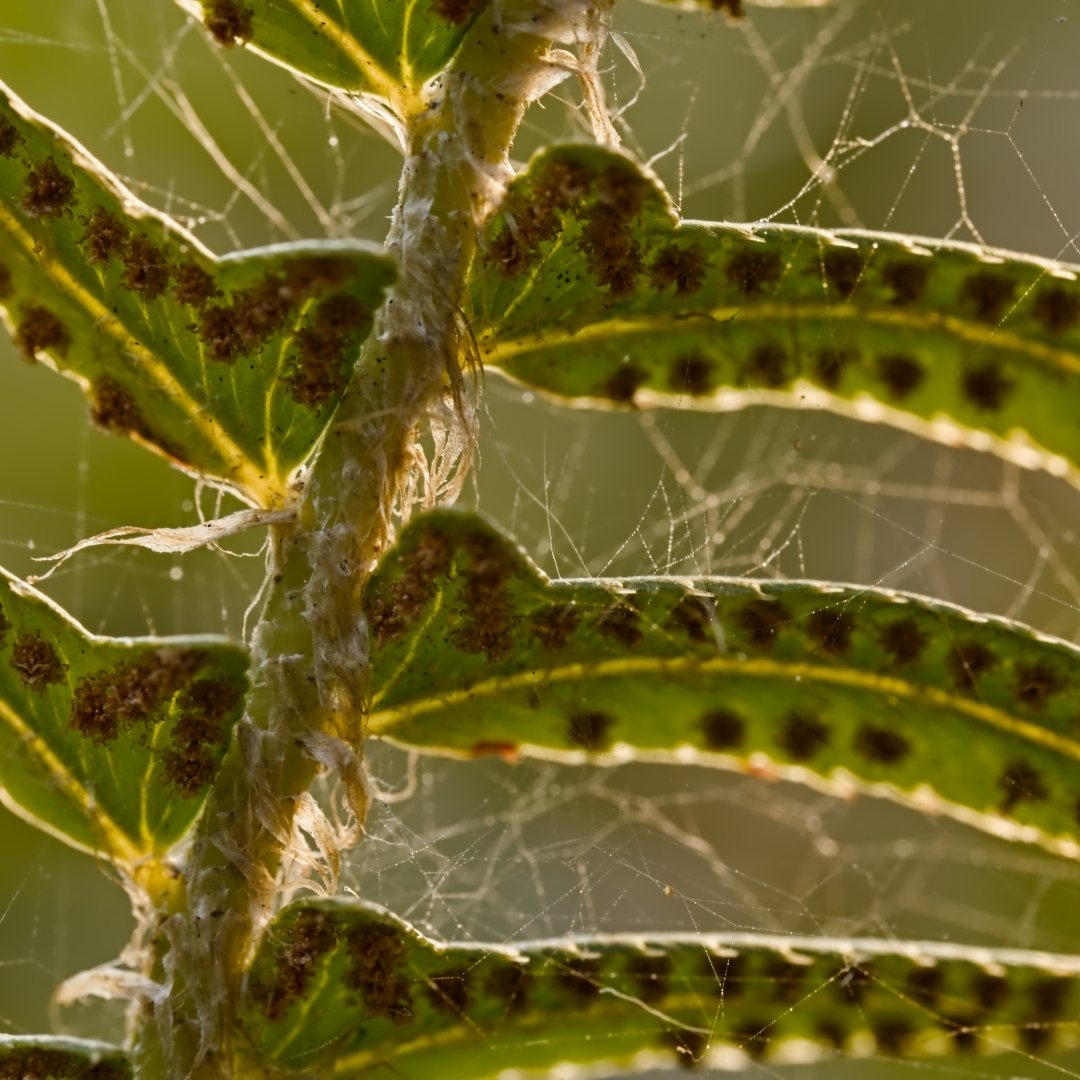 close up of the bottom of a fern leaf