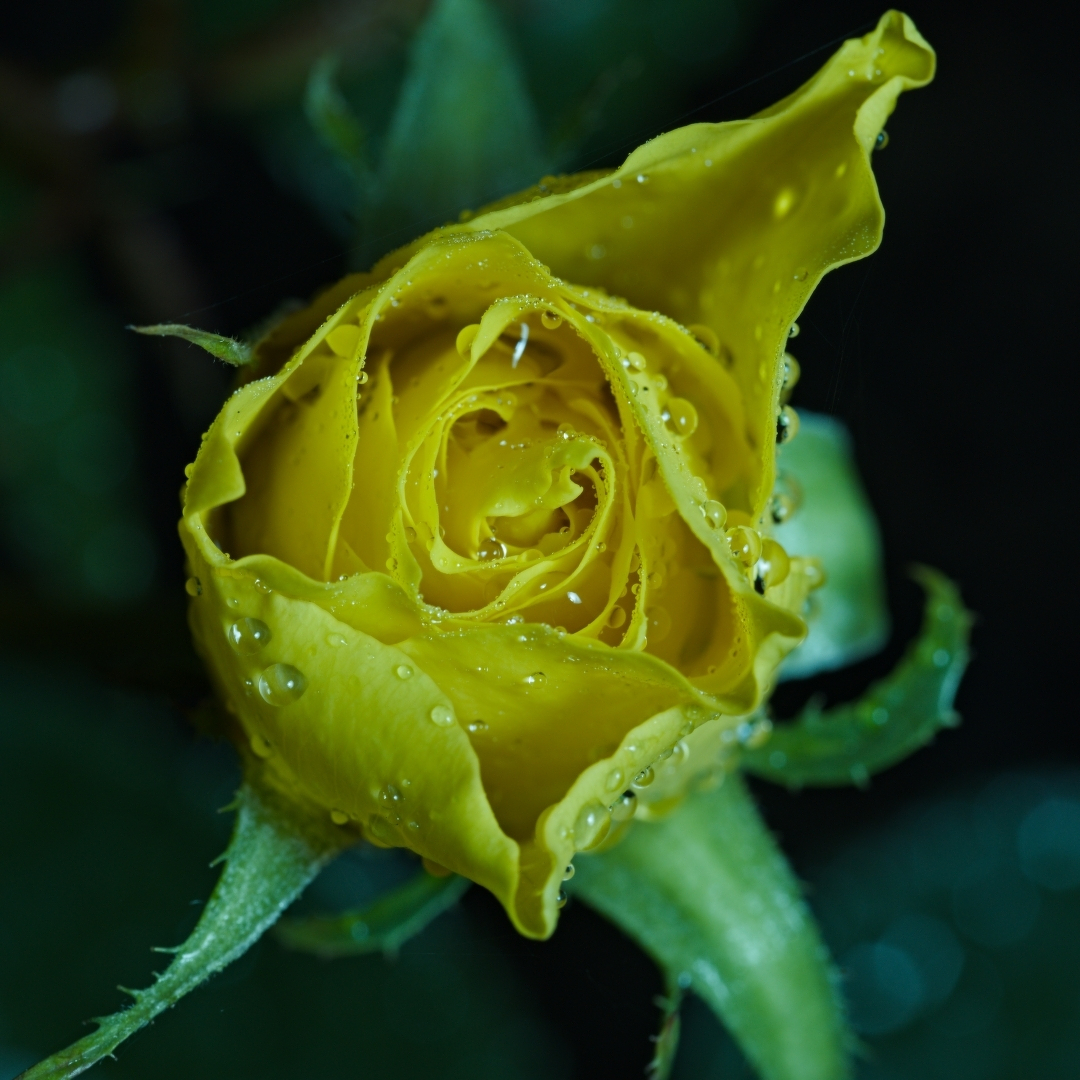 yellow rose sprinkled with raindrops
