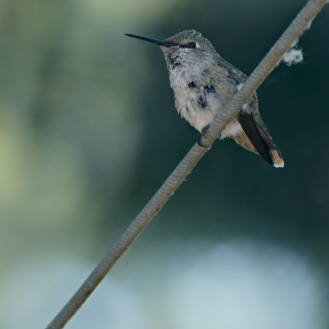 Anna's Hummingbird perched on a wire