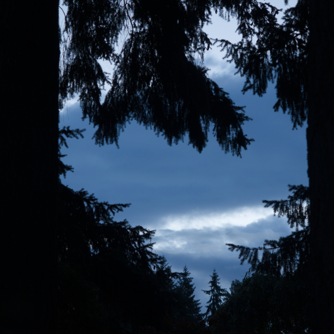 Gray sky framed by fir trees