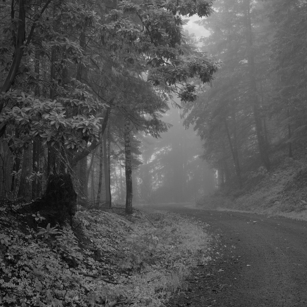 Tree-lined road with fog settling in