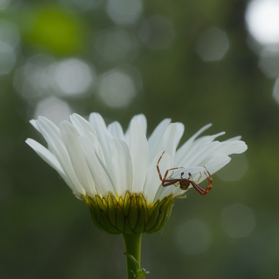 A daisy with a spider hanging to the bottom of one petal