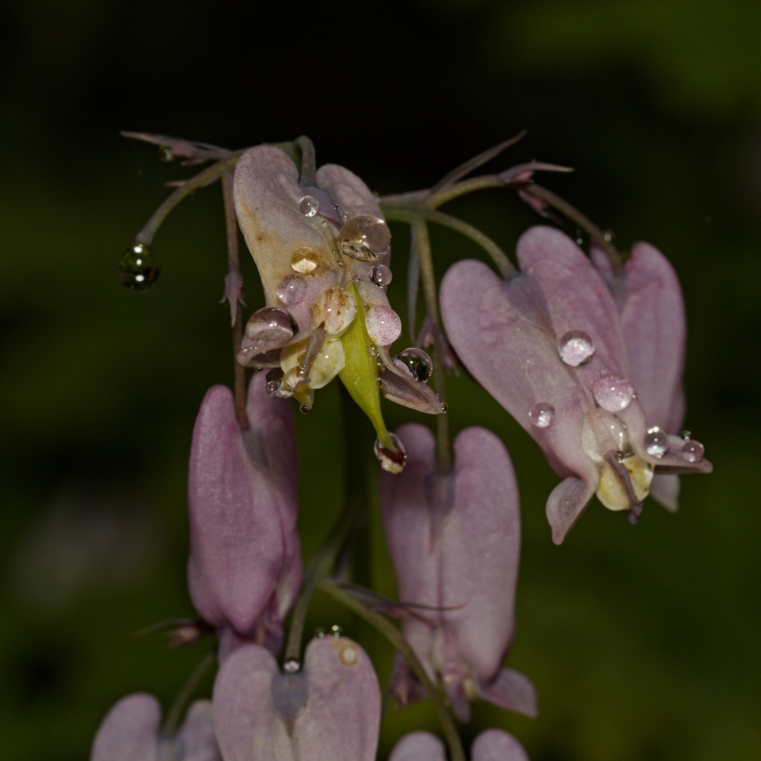 Pink flowers with a spatter of water droplets