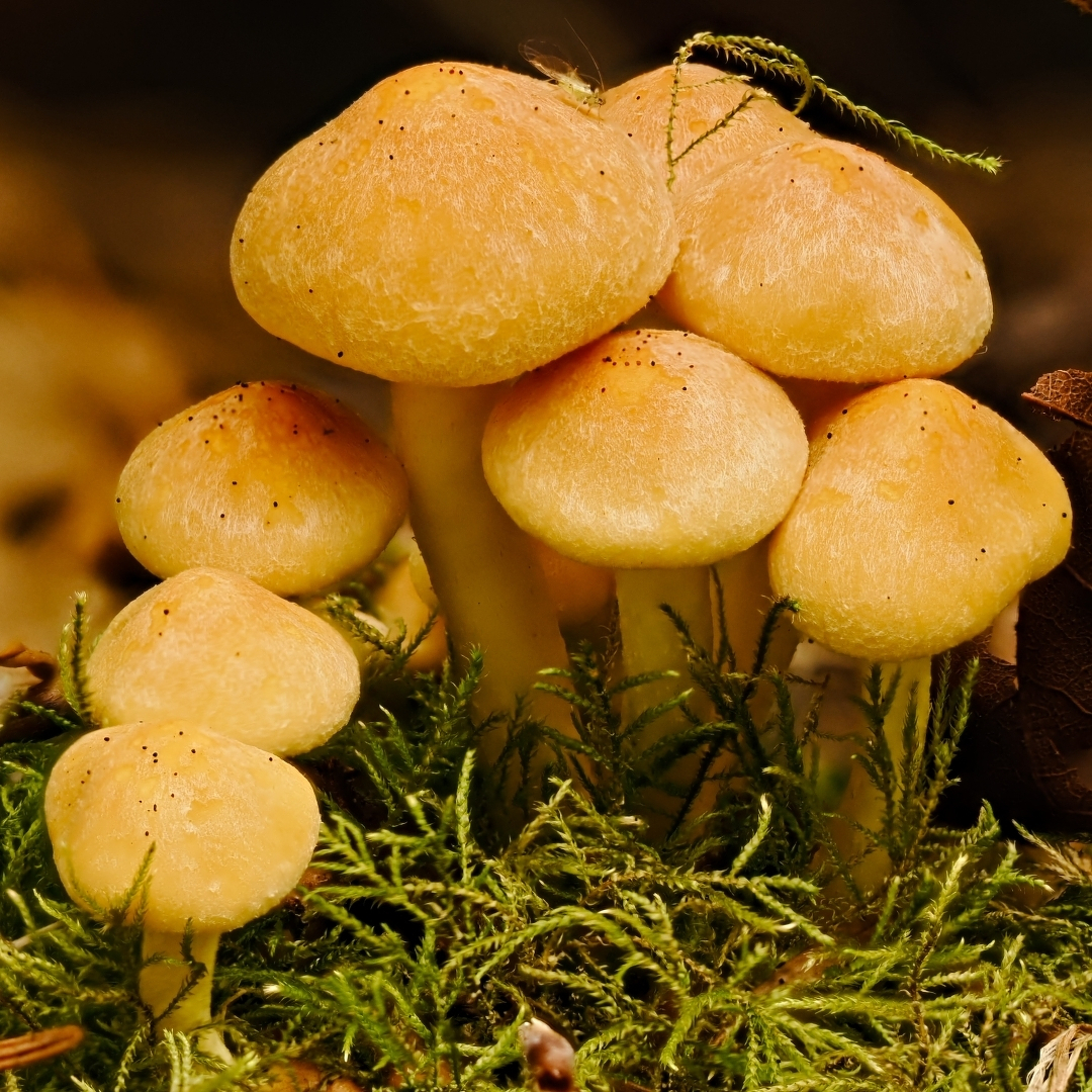 a clump of yellow mushrooms in a bed of moss topped with a tiny fly