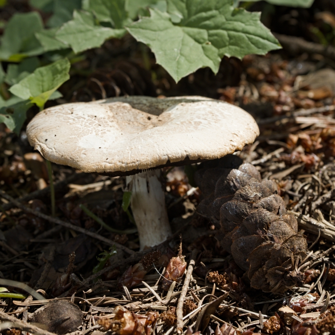 a mushroom on the forest floor