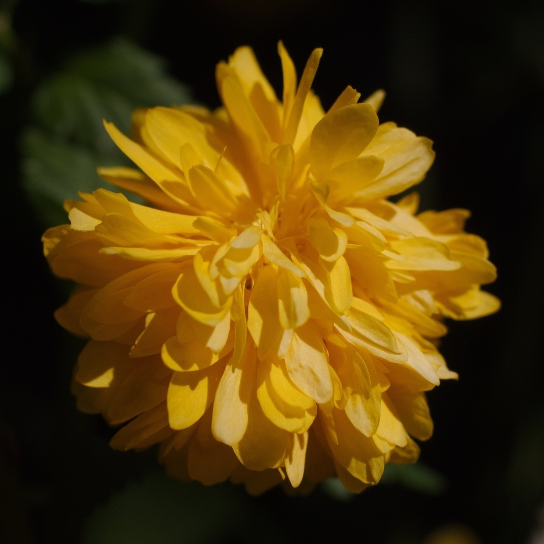 yellow japanese rose flower