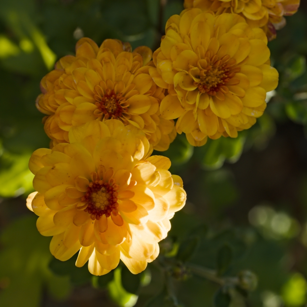 bright yellow flowers