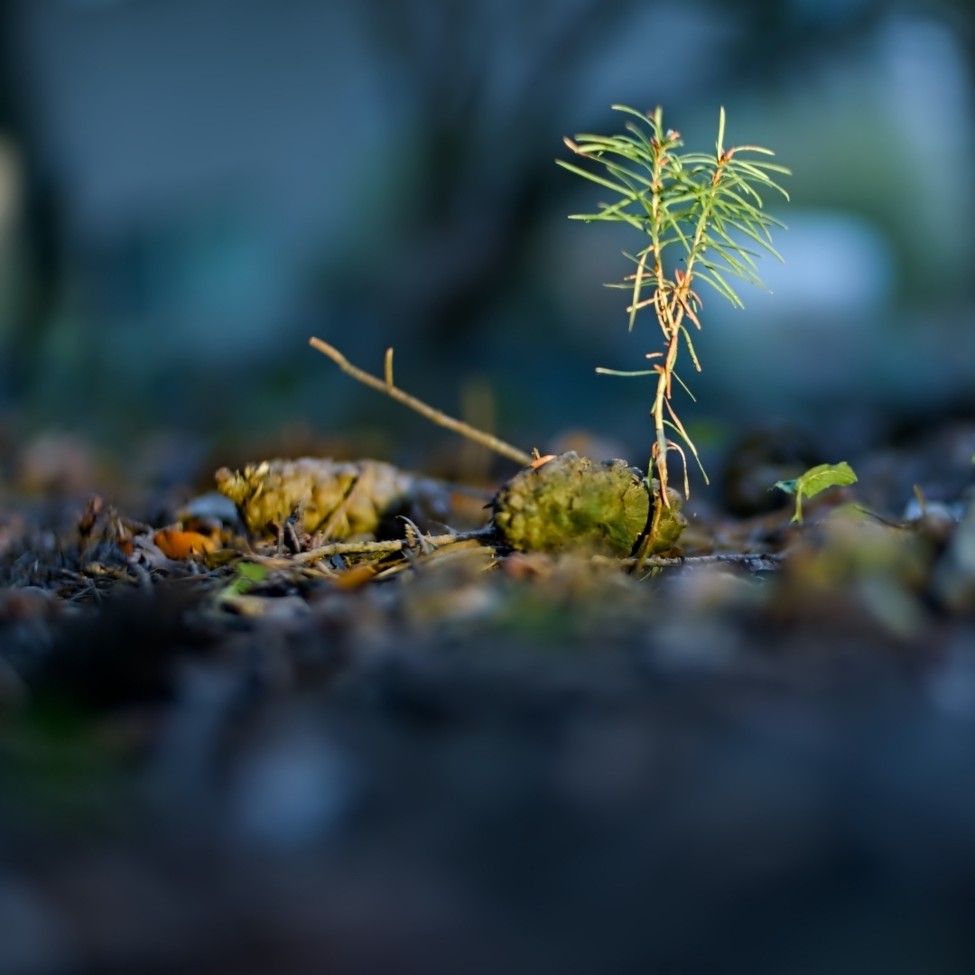 a tiny tree with some fir cones and other forest litter
