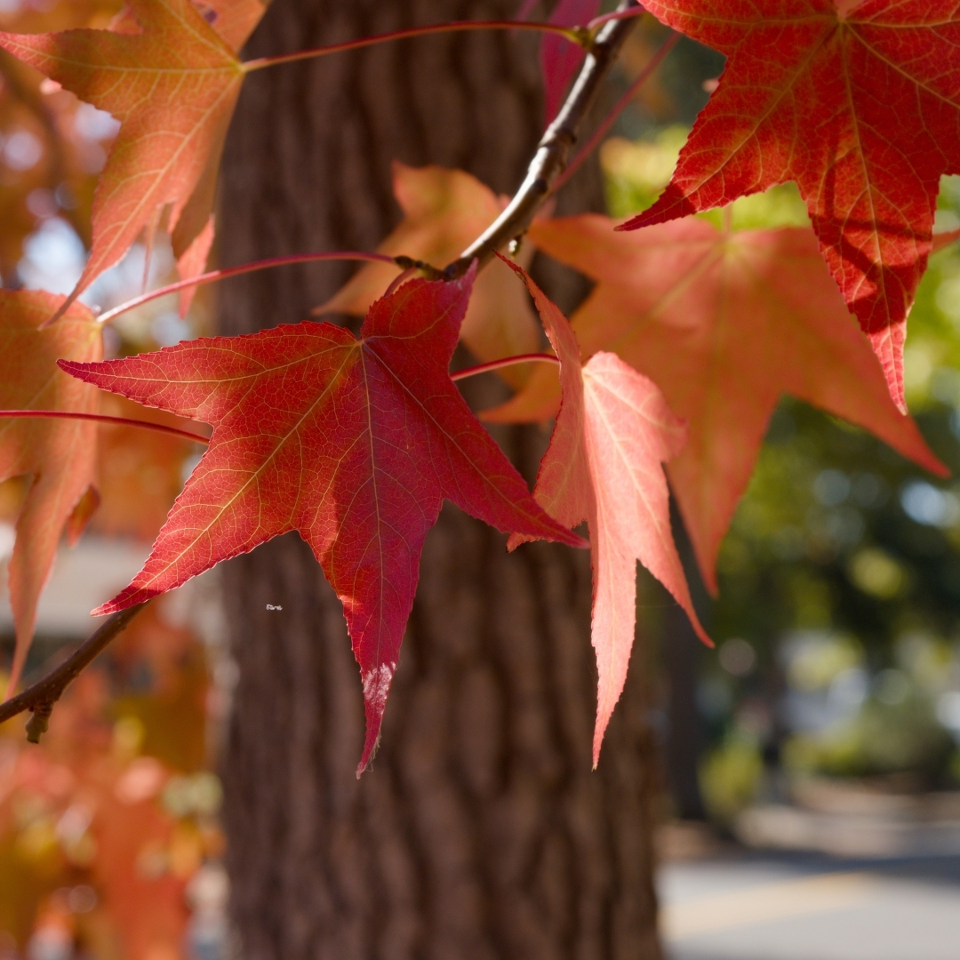 Red and orange sweetgum leaves