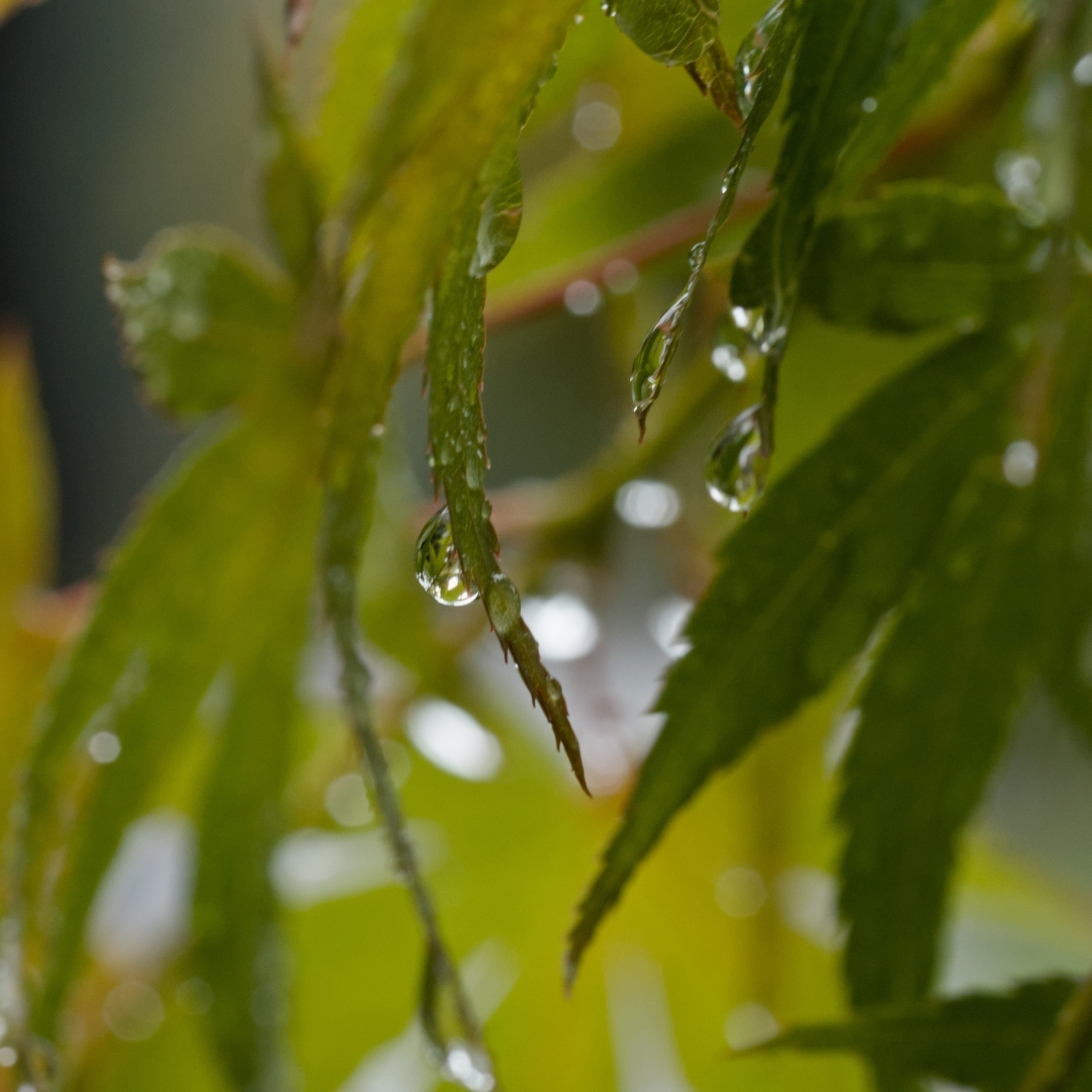 leaves with water droplets