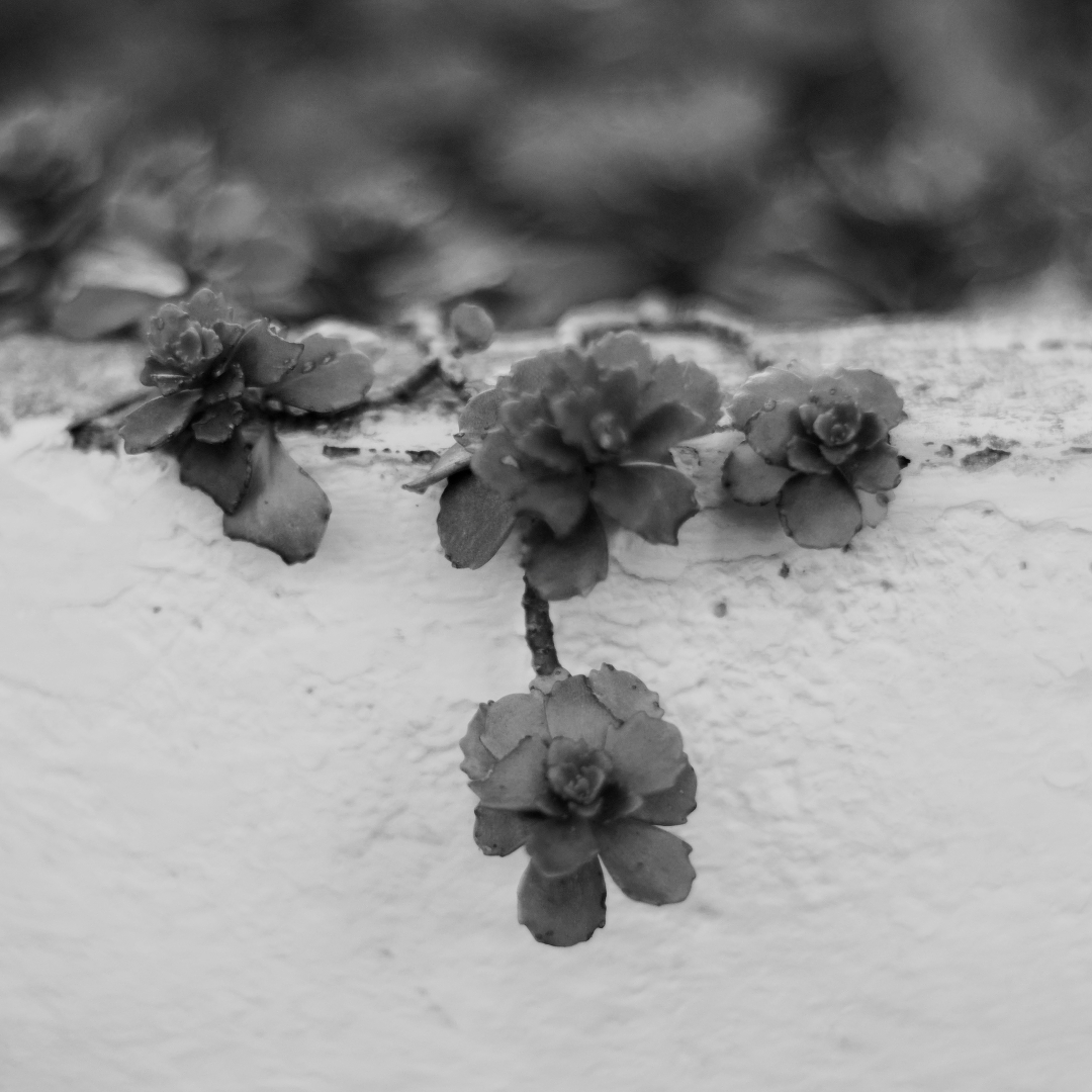B&W shot of succulents hanging over the edge of a planter