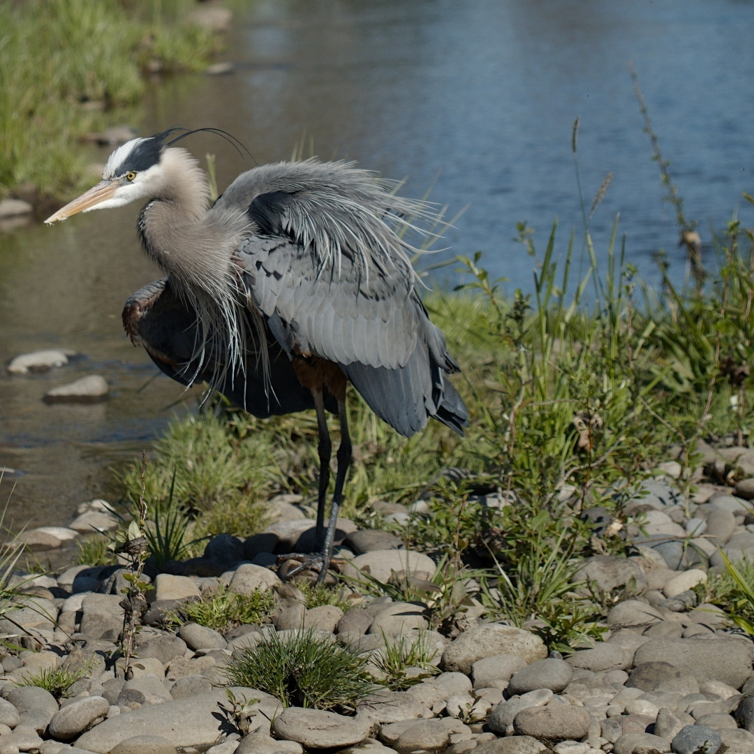 Heron posing in Amazon Creek