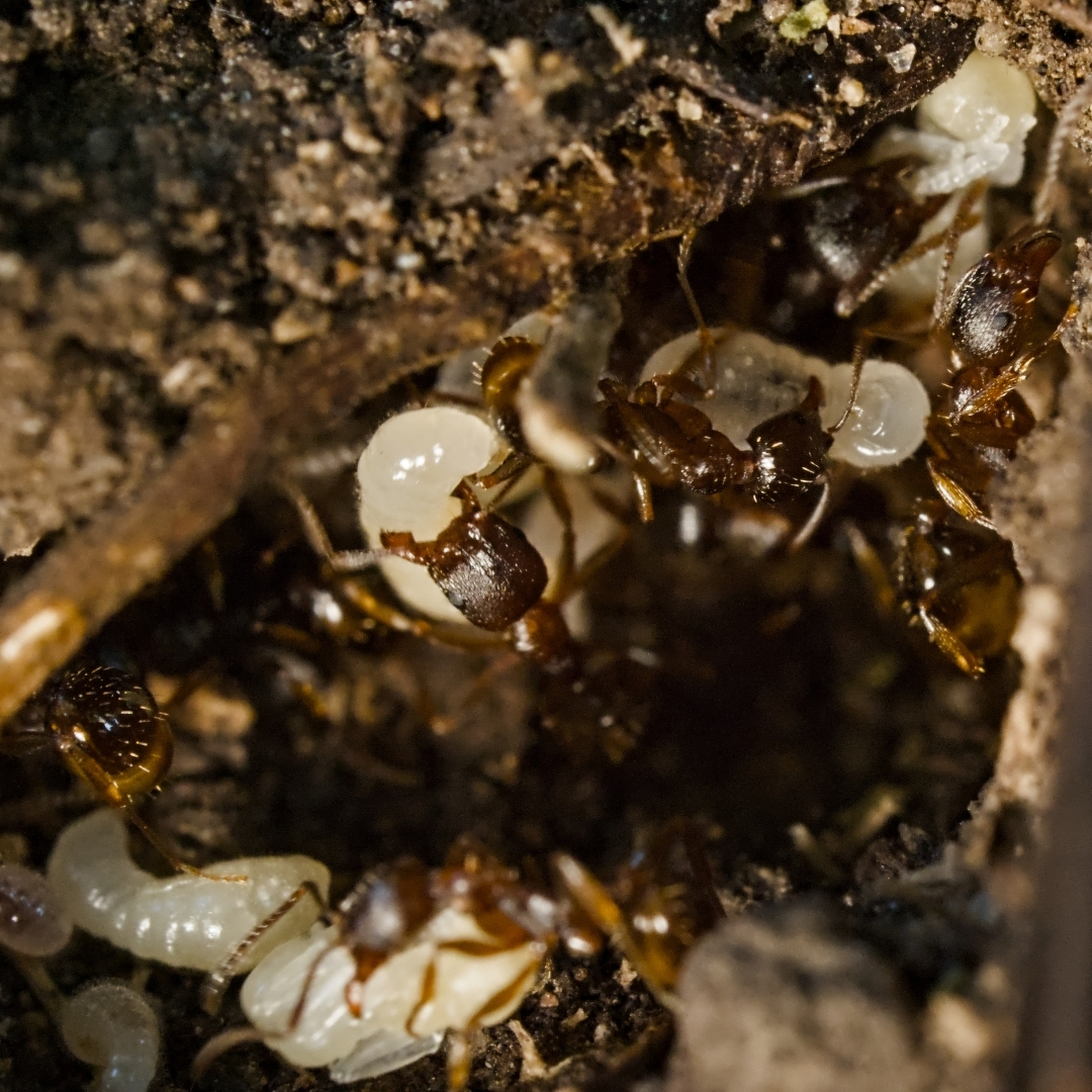 a bunch of ants and their eggs