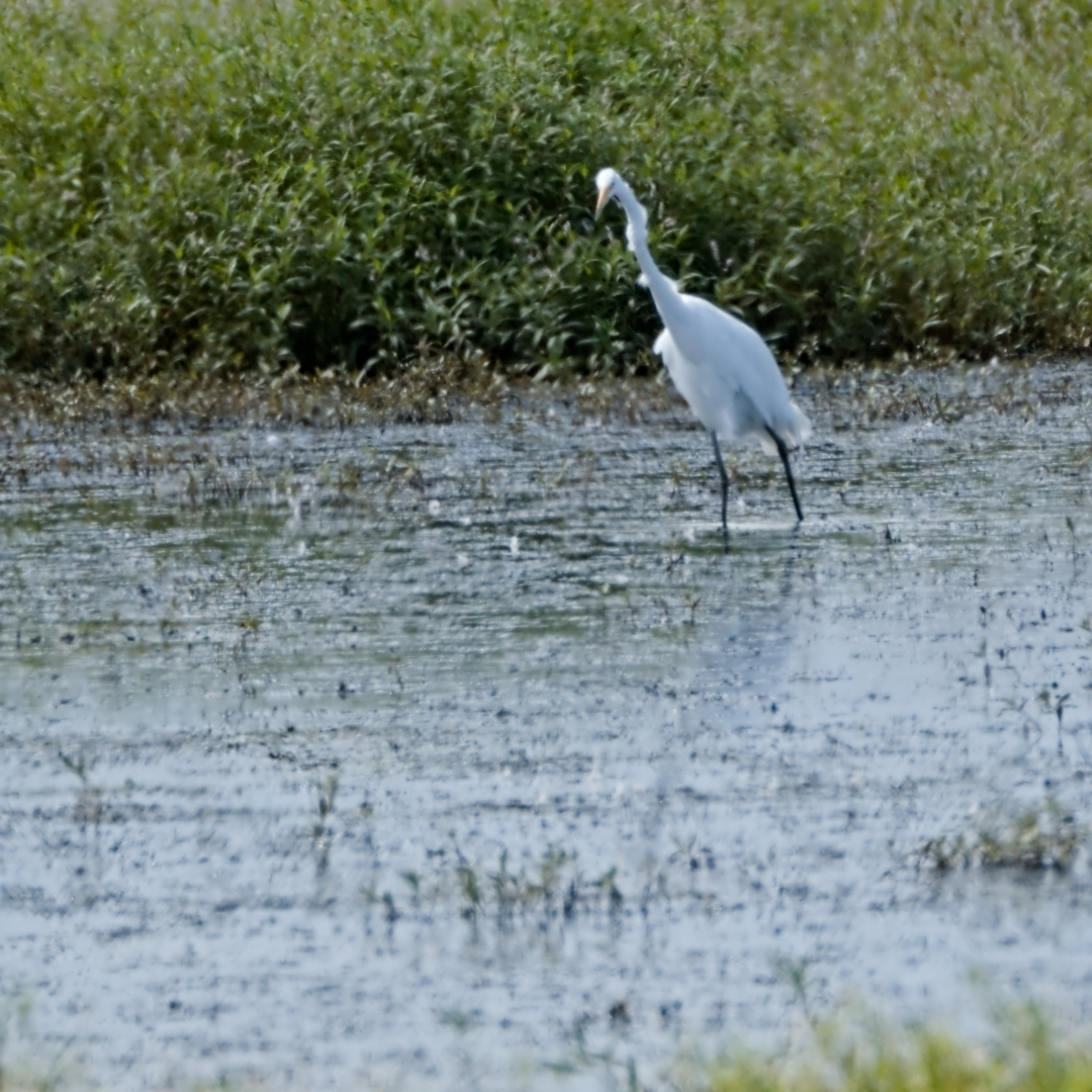 great egret standing in shallow water