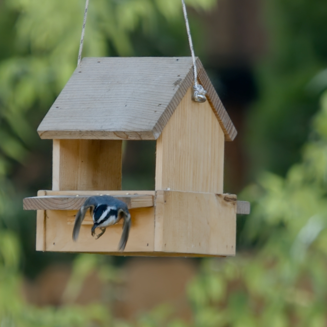 bird feeder with bird flying away