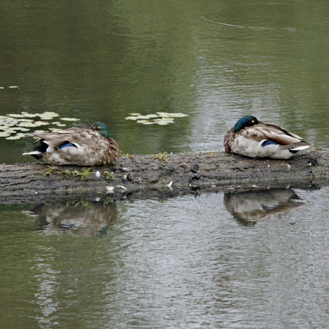 two ducks sleeping on a log