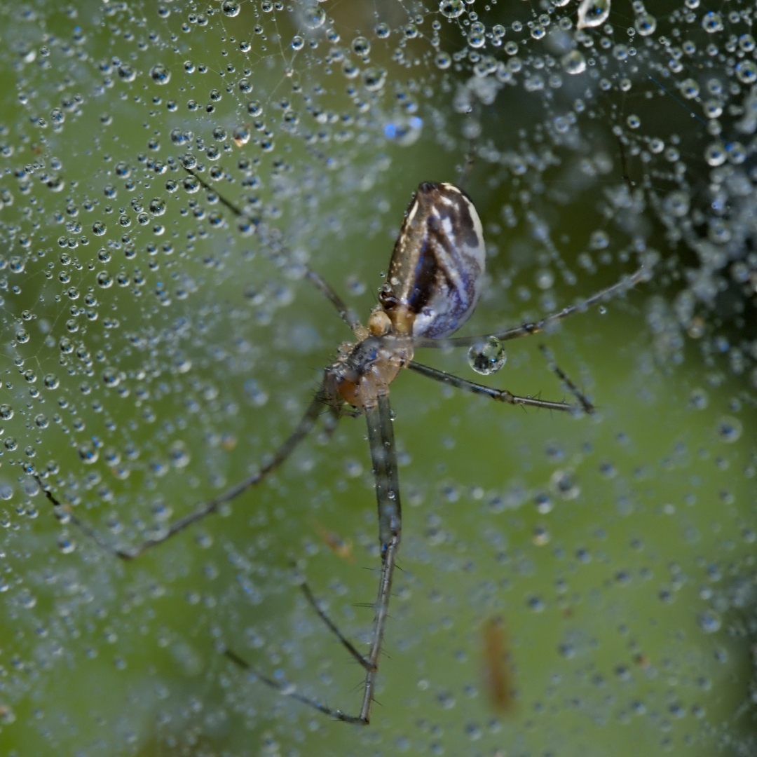 A spider and its web covered in tiny water droplets