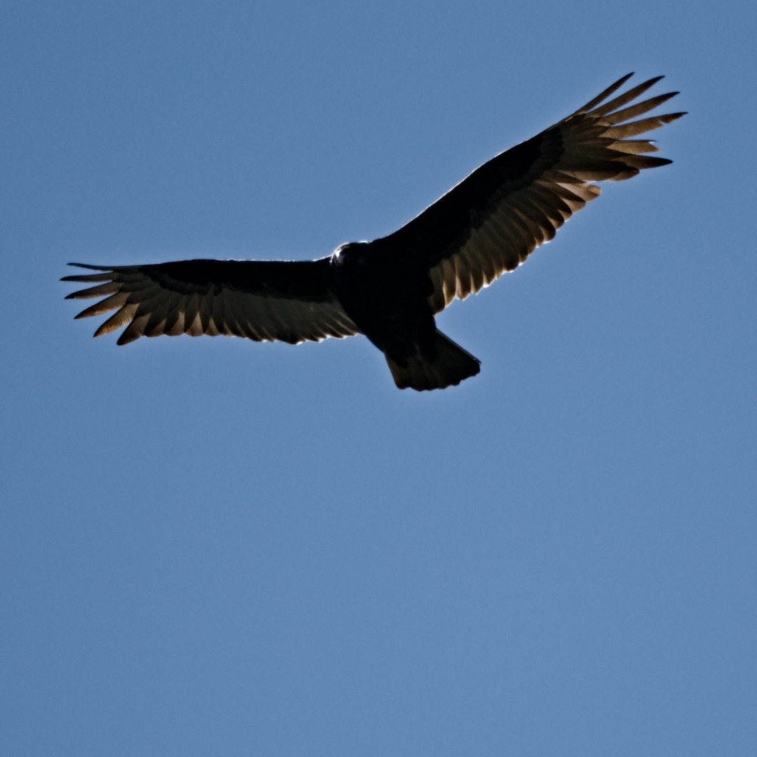 bird backlit by the sun