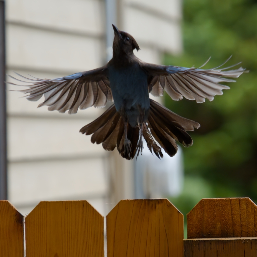 bird taking off from a fence