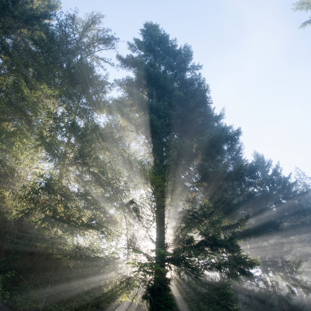 sun rays in the fog around a tree
