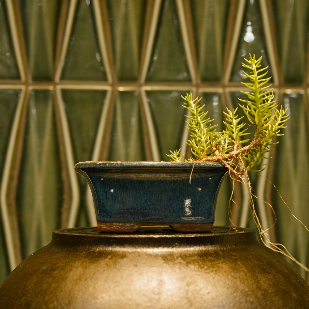 small succulent in a ceramic planter