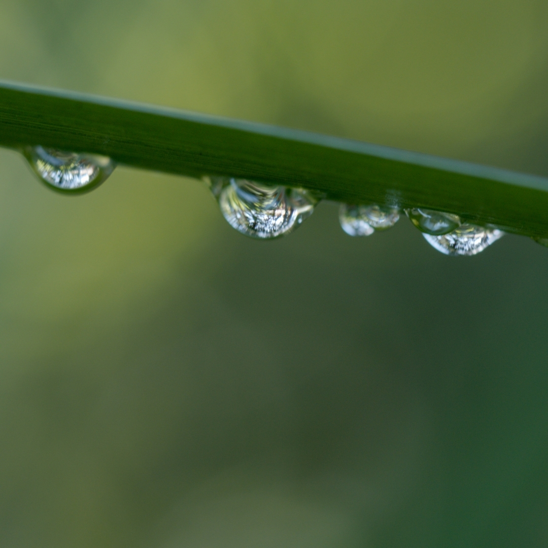 a long leaf with water droplets distorting the landscape behind