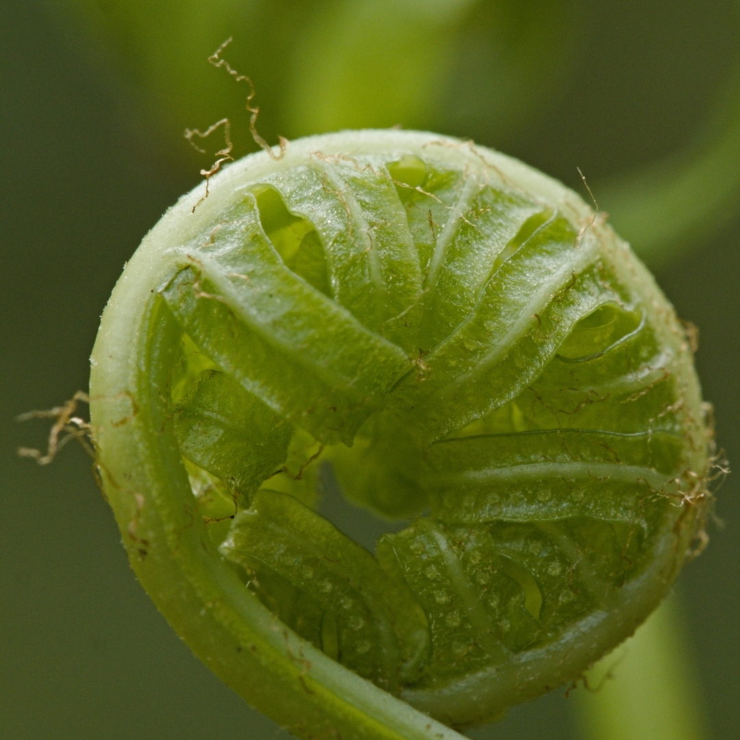 a little fiddlehead