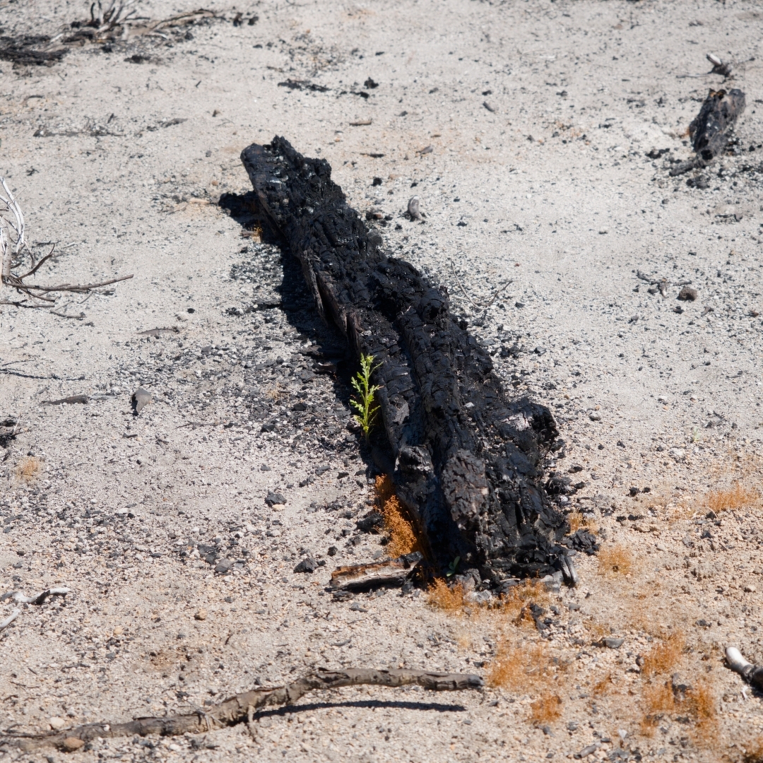 A weed sprouts by a burned log in a wildfire-blasted landscape