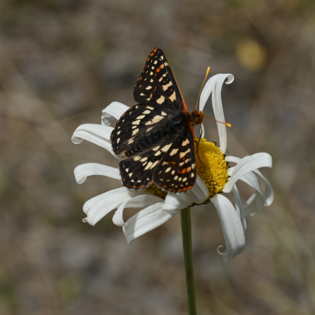 Checkerspot butterfly perched on a daisy