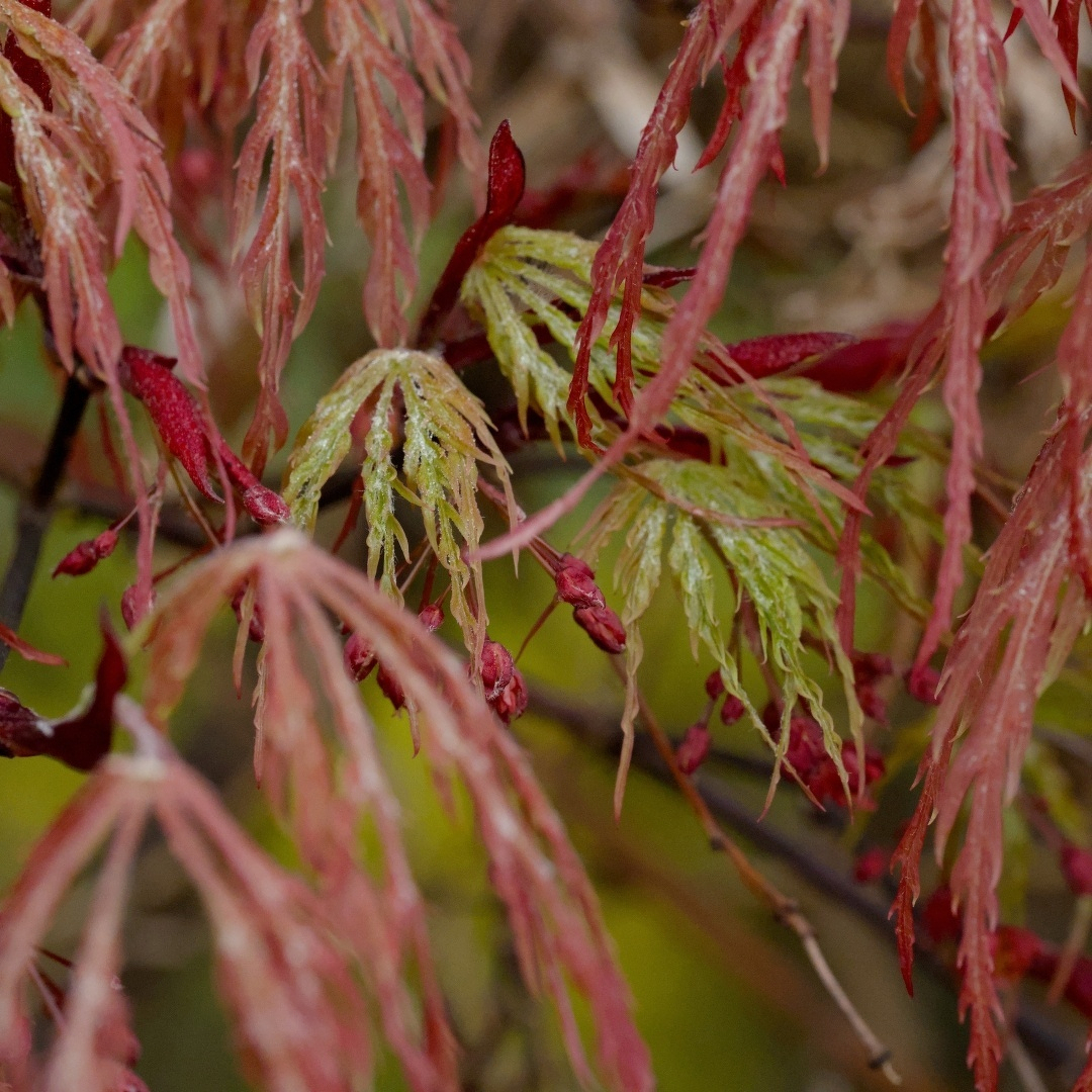 tiny green and red leaves