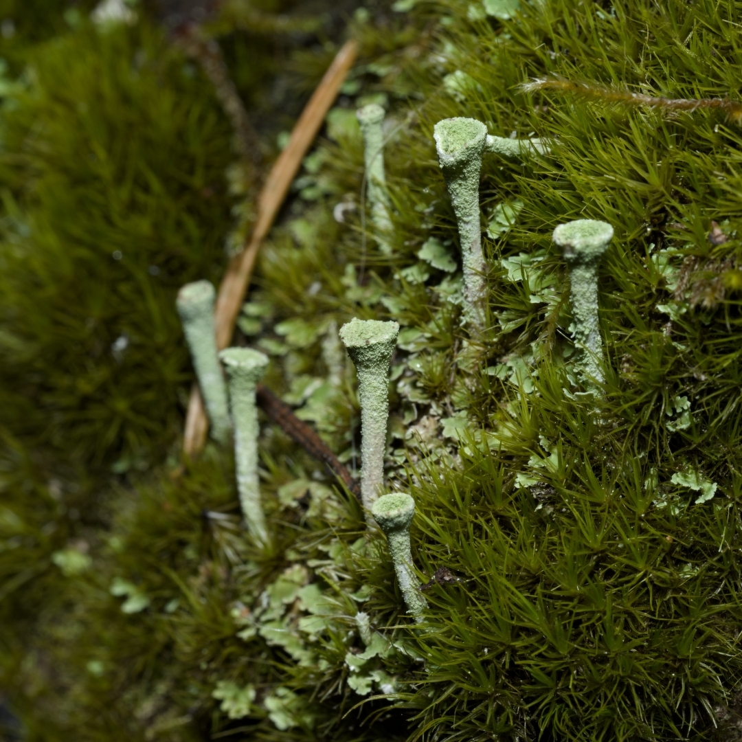 a small patch of pixie cup lichens