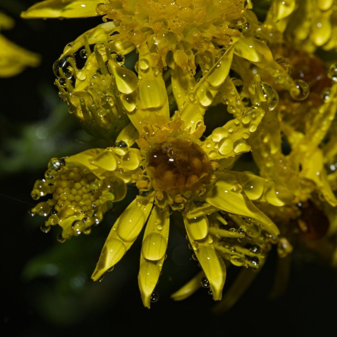 yellow flowers covered with tiny water drops