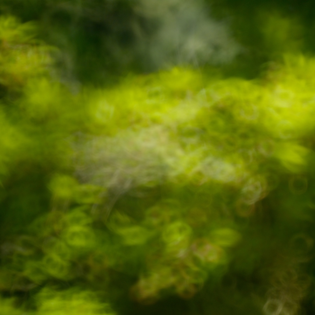 Leaves blurred into abstract donuts