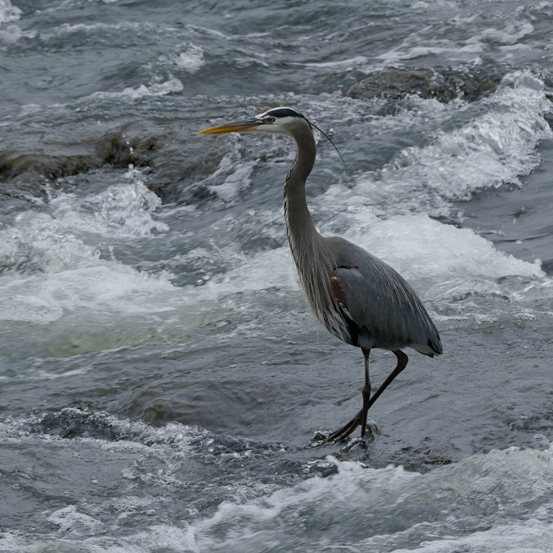 A heron standing in the river