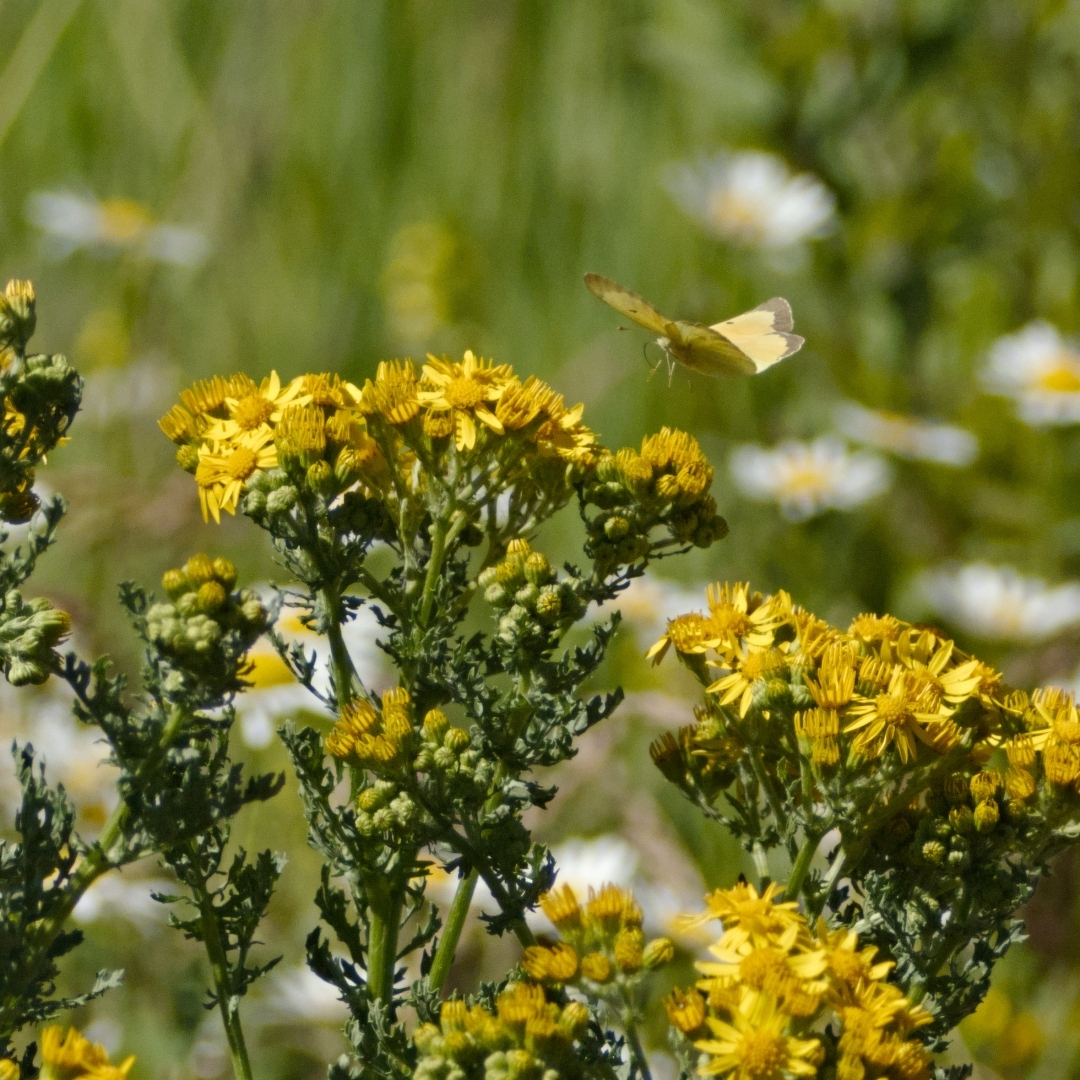 yellow butterfly landing on some yellow flowers