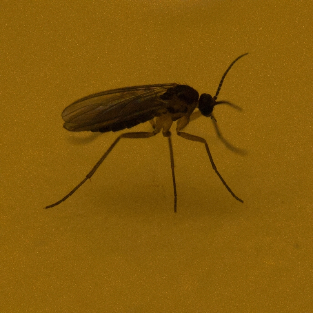 A little gnat, less than a tenth of an inch long.