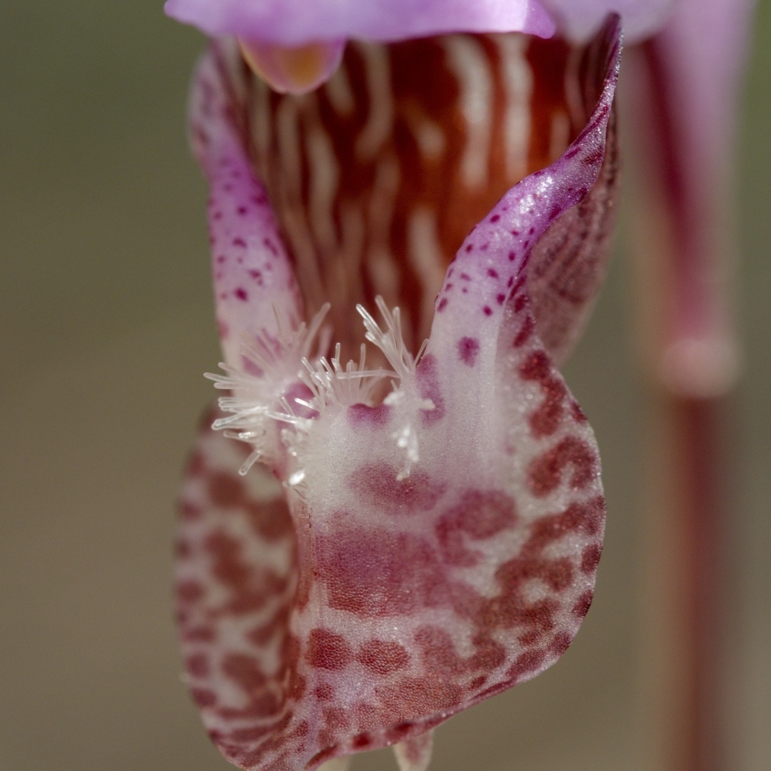 Close up of a Calypso Orchid.