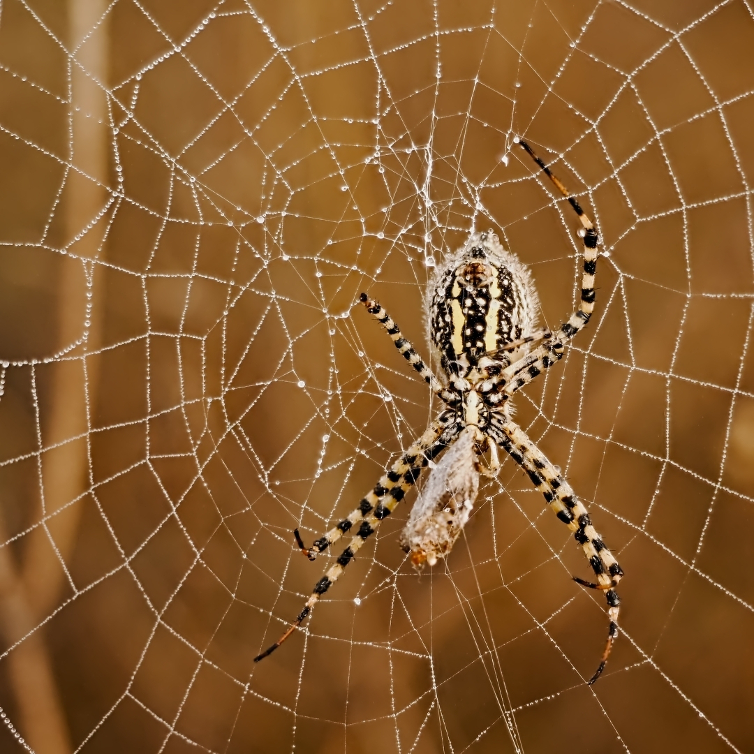 spider in its web wrapping up a package of prey
