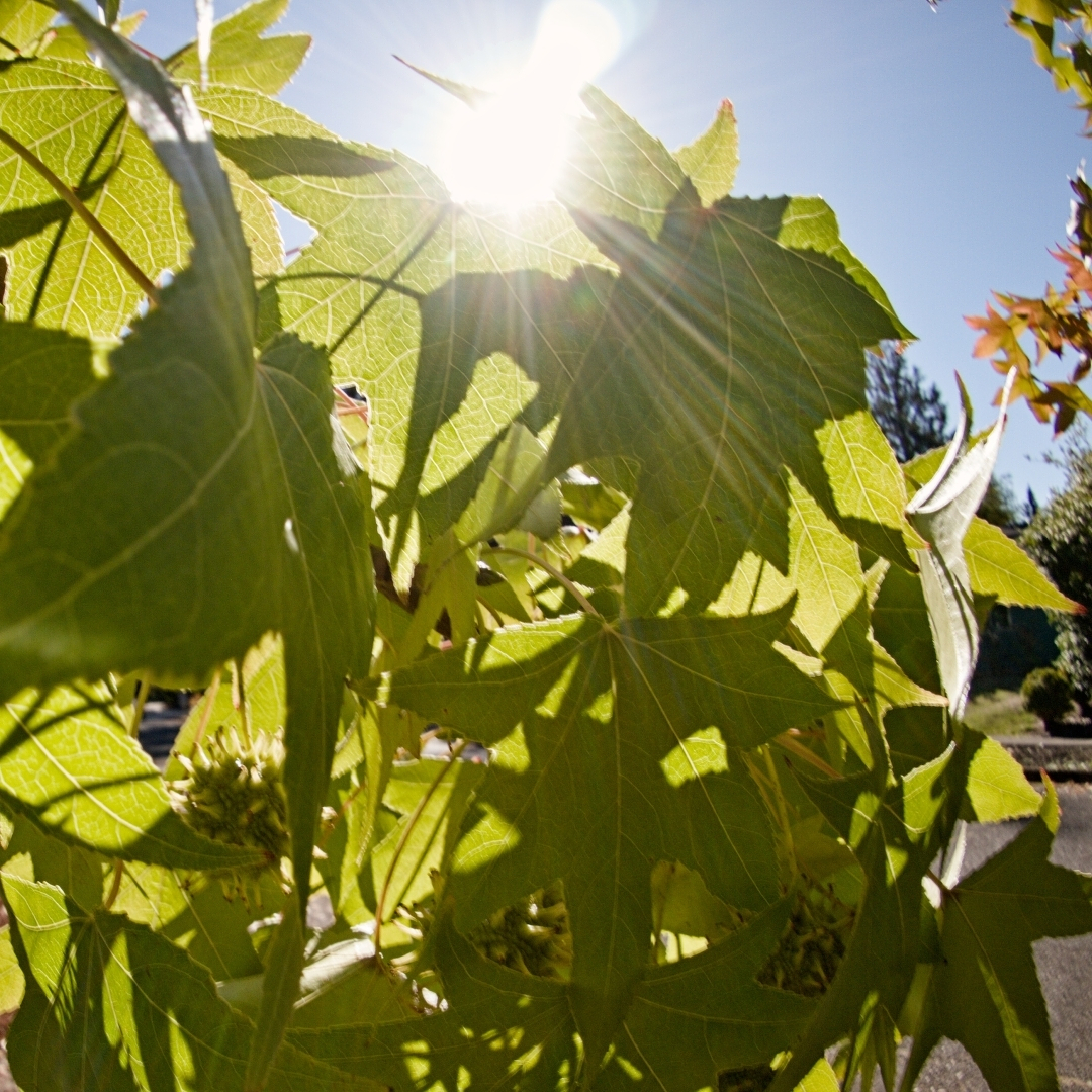 leaves and gumballs with sunstar