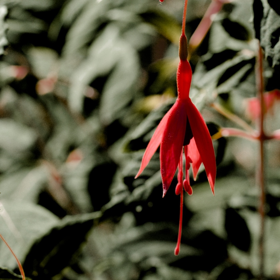 A flower in bloom