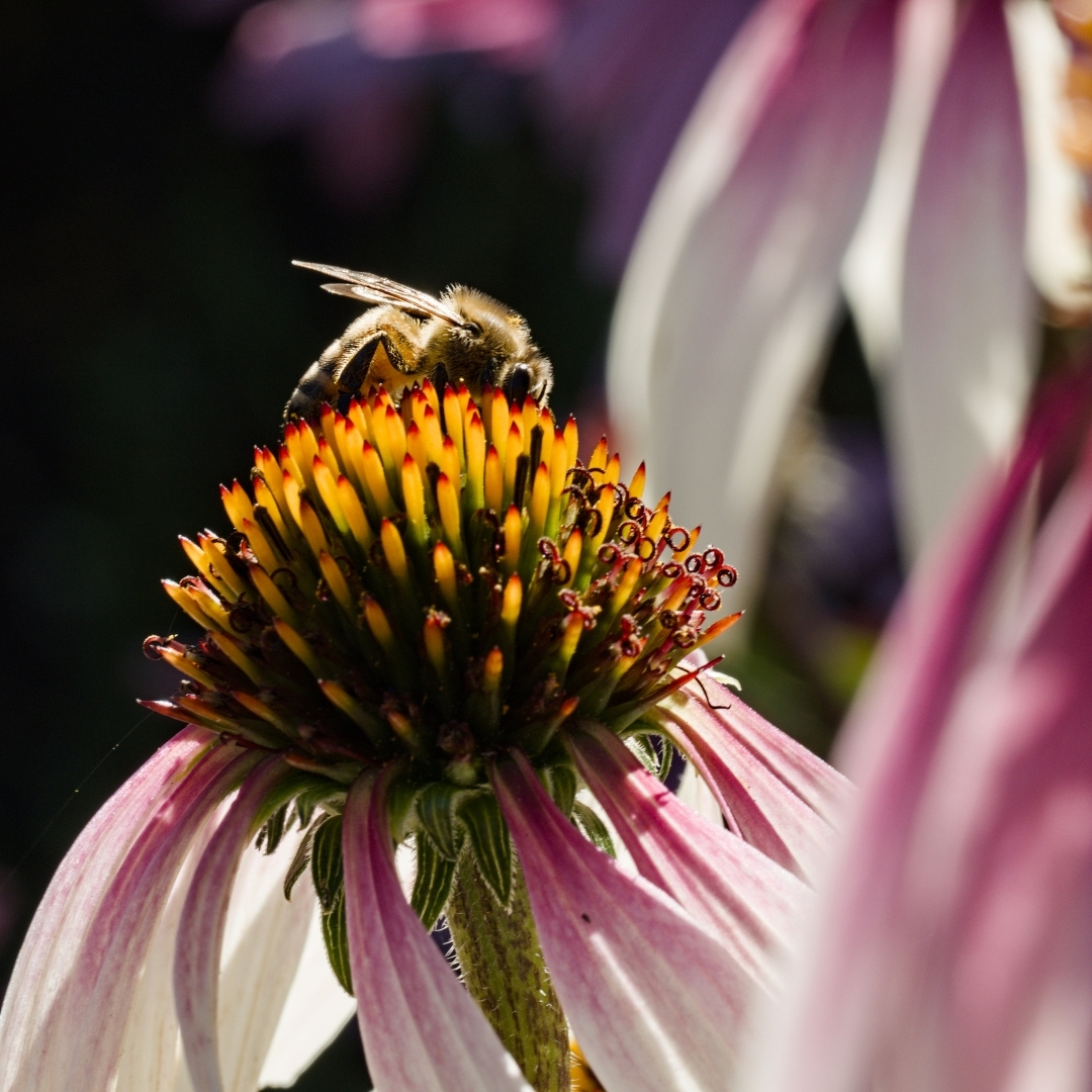 a bee on a flower