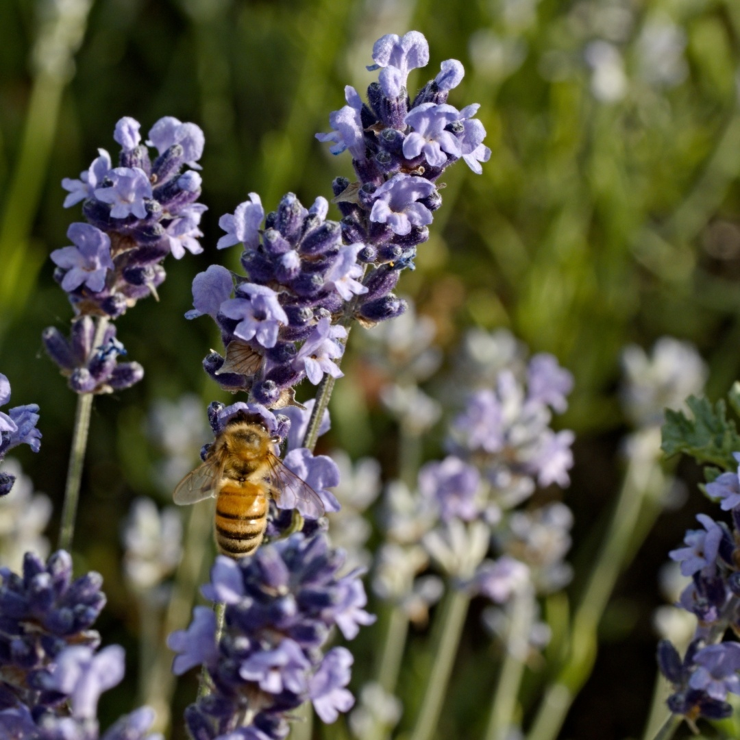lavender flowers with a busy bee